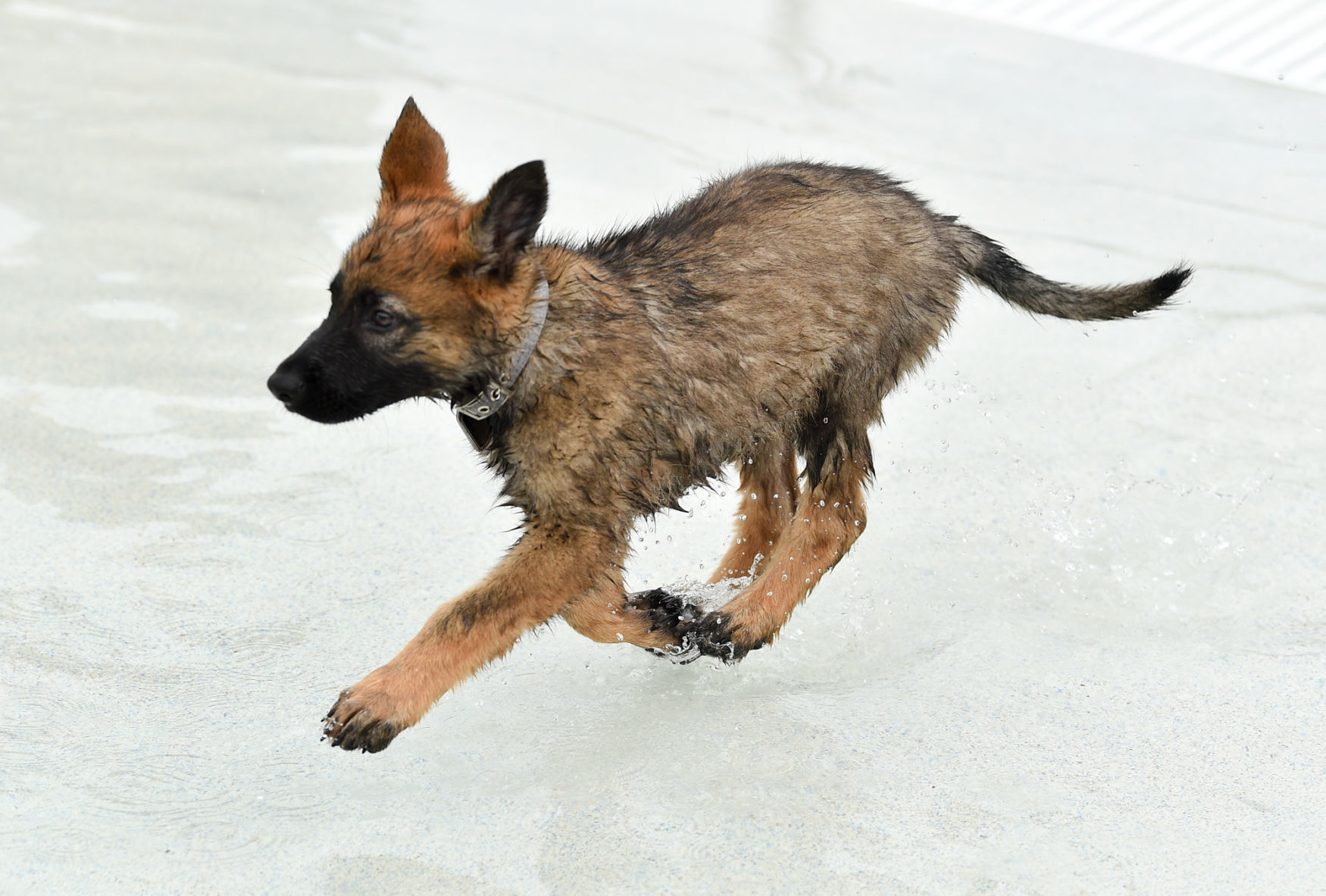 082919-bet-doggysplash-031a.JPG
